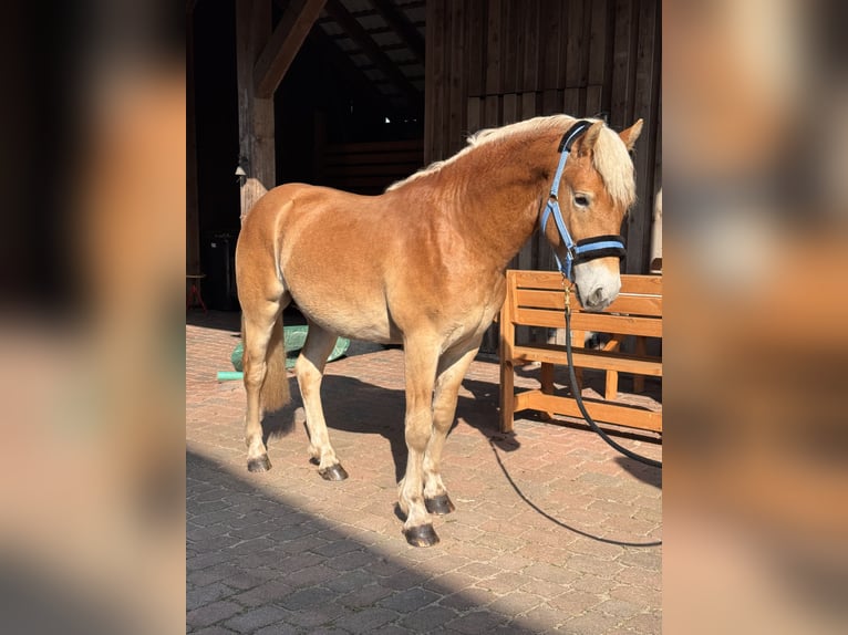 Haflinger Stallion 2 years 13,3 hh  in Wietzendorf