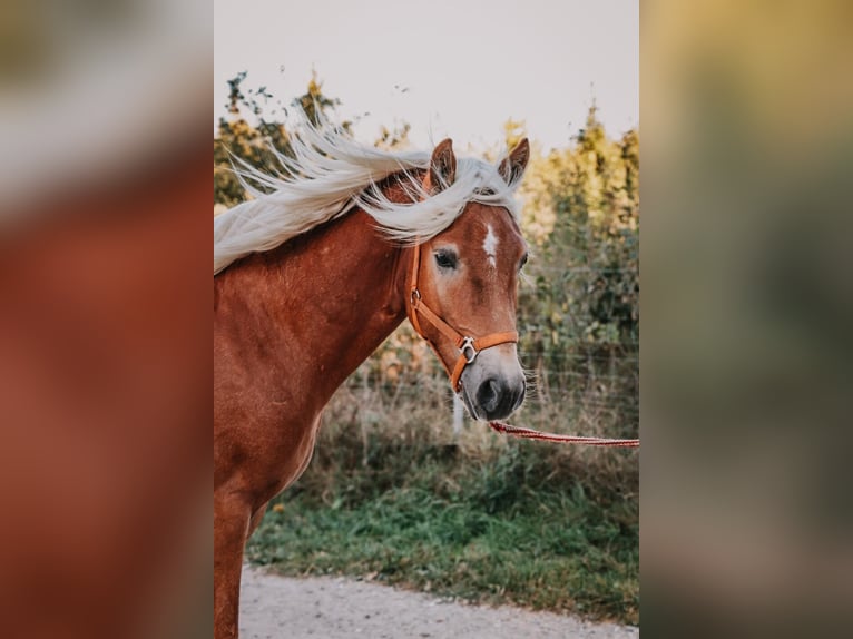 Haflinger Stallion 2 years 14.1 hh Chestnut in Meinersen