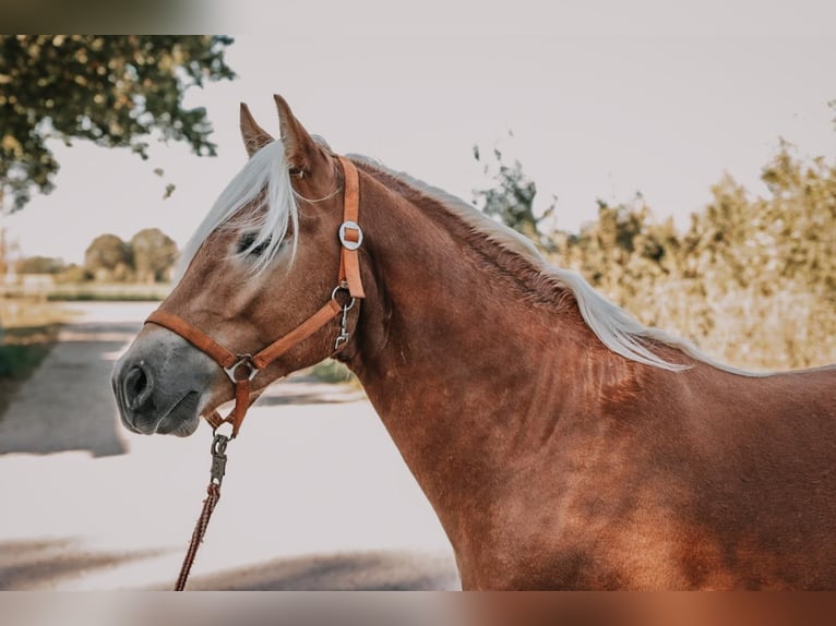 Haflinger Stallion 2 years 14.1 hh Chestnut in Meinersen