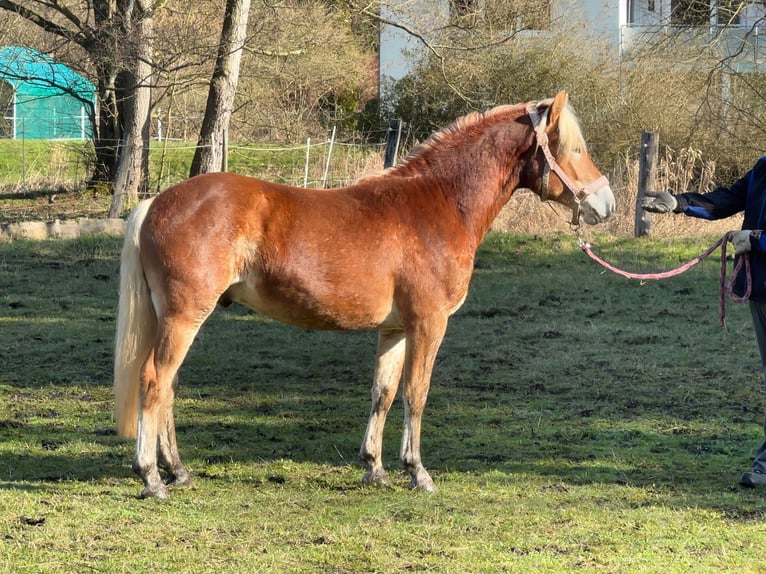 Haflinger Stallion 2 years 14,1 hh Chestnut-Red in Staufenberg