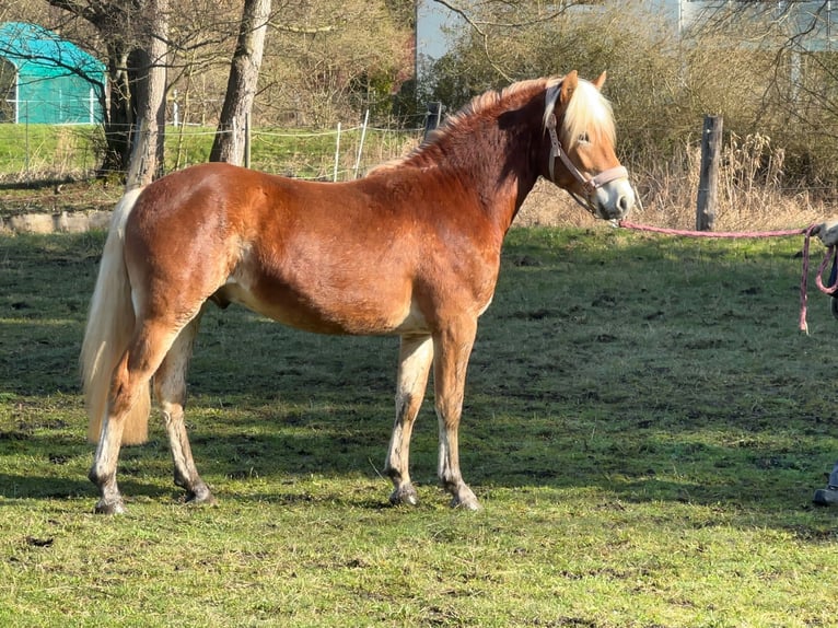Haflinger Stallion 2 years 14,1 hh Chestnut-Red in Staufenberg