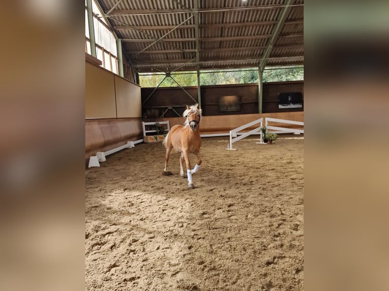 Haflinger Stallion 2 years 14,1 hh Chestnut-Red in St Marein bei Graz