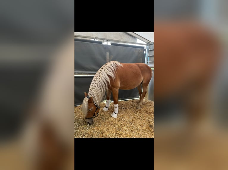 Haflinger Stallion 2 years 14,1 hh Chestnut-Red in St Marein bei Graz