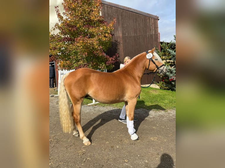 Haflinger Stallion 2 years 14,1 hh Chestnut-Red in St Marein bei Graz