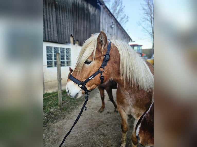 Haflinger Stallion 2 years 14.2 hh Chestnut-Red in Helsa