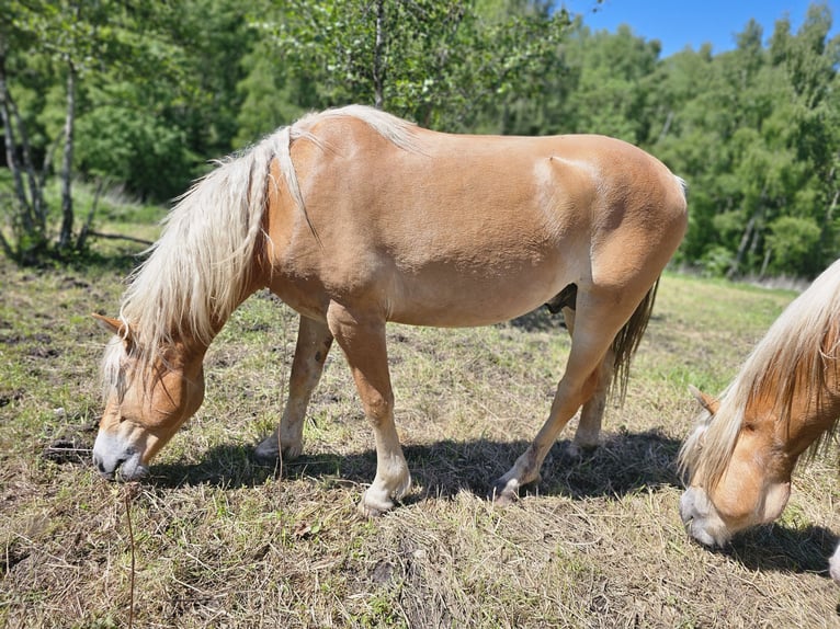 Haflinger Stallion 2 years 14.2 hh Chestnut-Red in Helsa