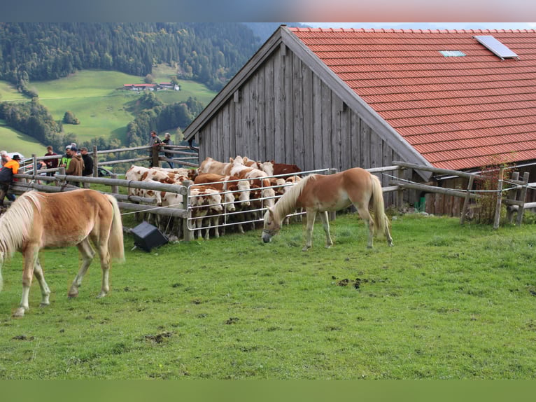 Haflinger Stallion 2 years 14.2 hh Chestnut-Red in Fischbach am Inn/Bayern