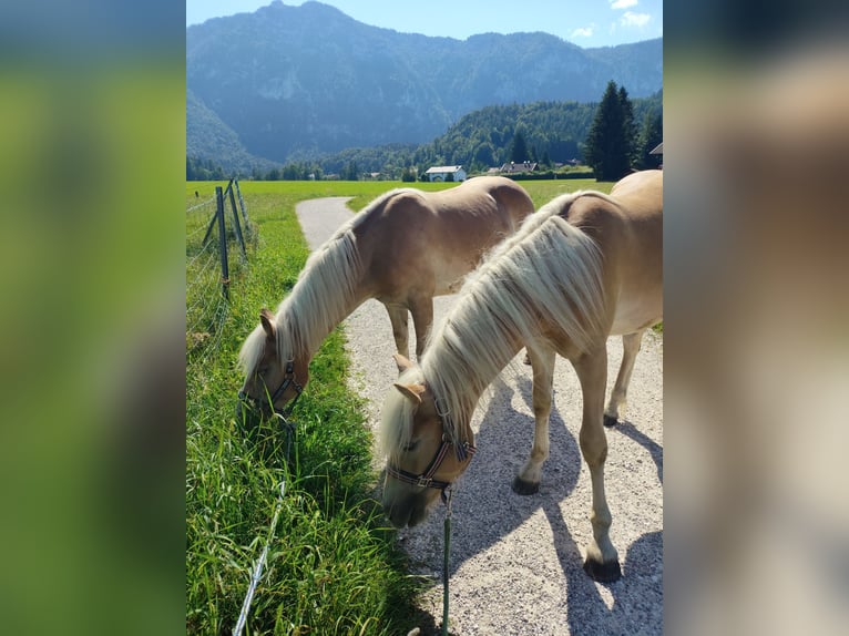 Haflinger Stallion 2 years 14,2 hh Chestnut-Red in Ruhpolding