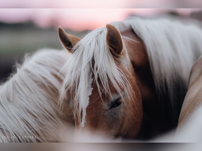 Haflinger Stallion 2 years 14,2 hh in Trebbin