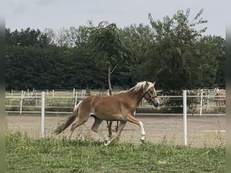 Haflinger Stallion 2 years 14,2 hh in Trebbin