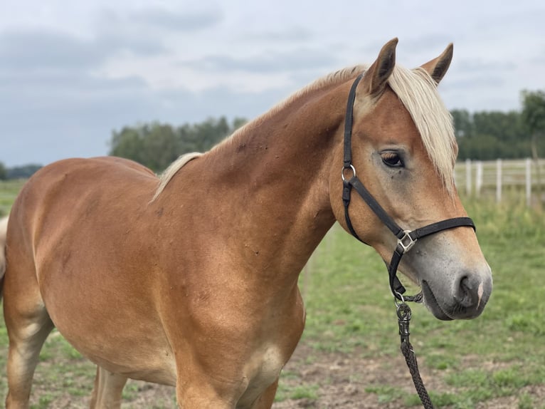 Haflinger Stallion 2 years 14,2 hh in Trebbin