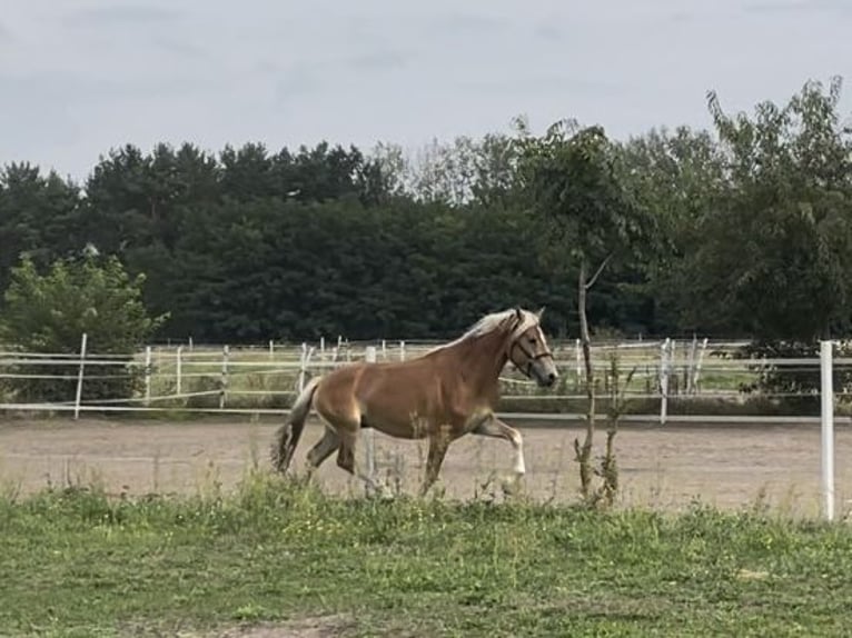 Haflinger Stallion 2 years 14,2 hh in Trebbin