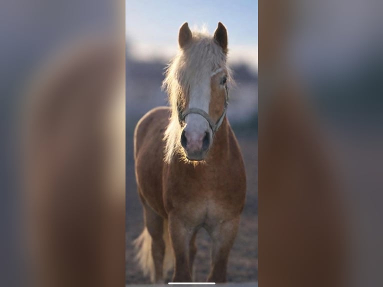 Haflinger Stallion 2 years 14.2 hh  in Tadten