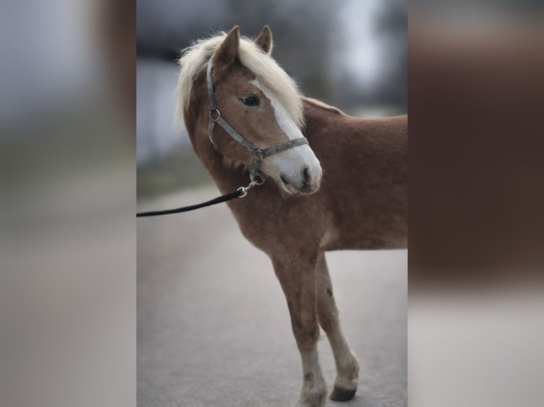 Haflinger Stallion 2 years 14.2 hh  in Tadten