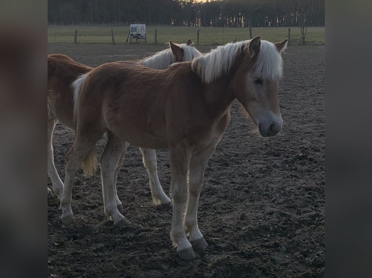 Haflinger Stallion 2 years 14,2 hh in Suhlendorf