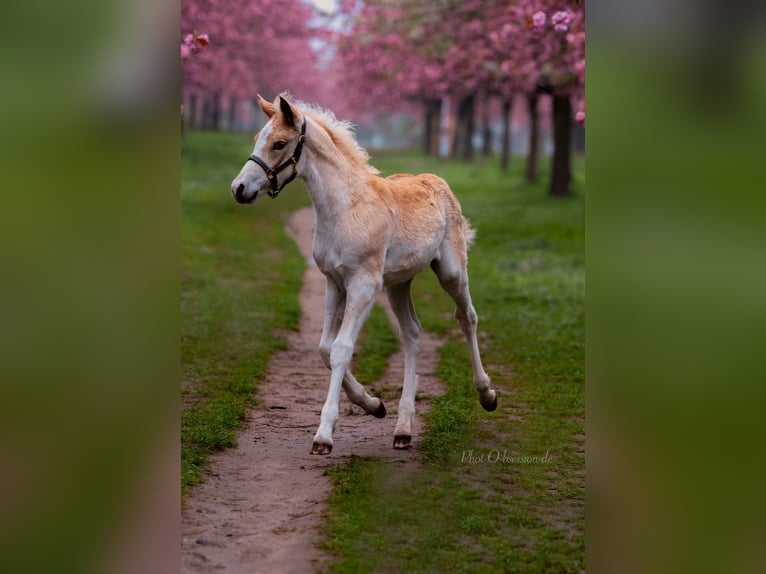 Haflinger Stallion 2 years 14,3 hh in Trebbin