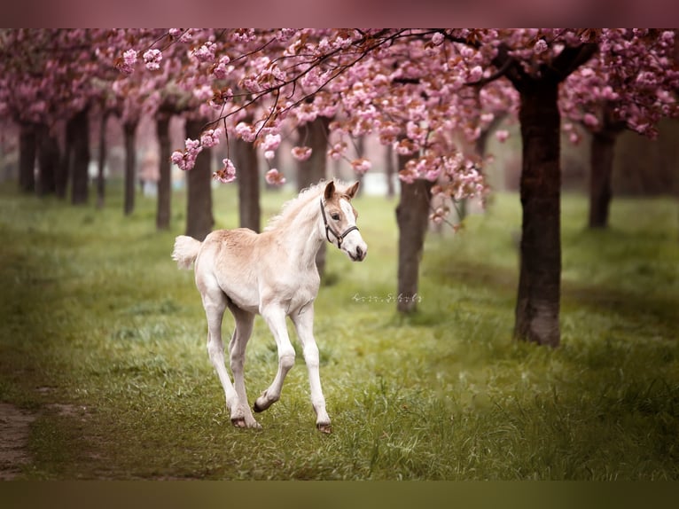 Haflinger Stallion 2 years 14,3 hh in Trebbin