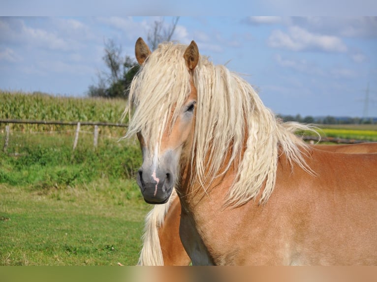 Haflinger Stallion 2 years 14,3 hh Chestnut-Red in Westendorf