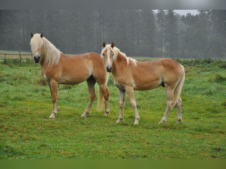 Haflinger Stallion 2 years 14,3 hh Chestnut-Red in Westendorf