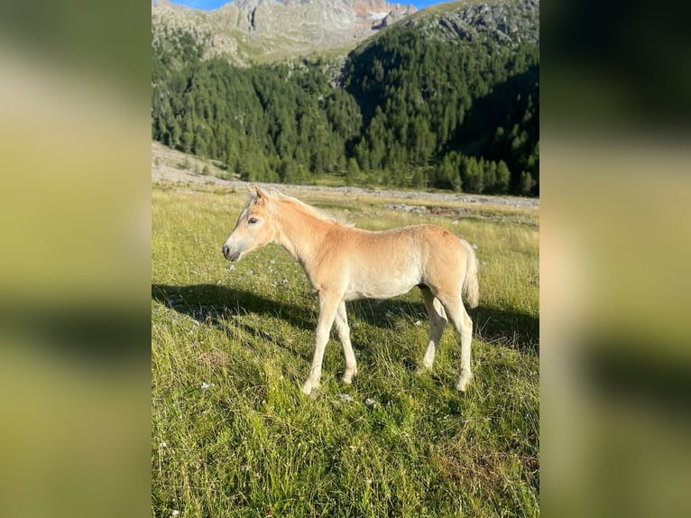 Haflinger Stallion 2 years 14,3 hh in Trebbin
