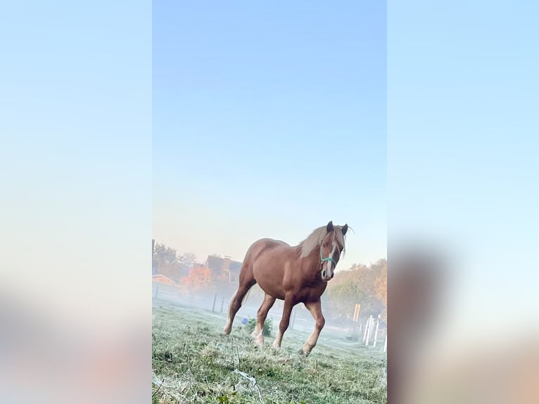 Haflinger Mix Stallion 2 years 14 hh Chestnut-Red in GrevenGreven