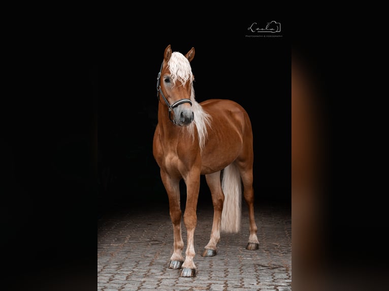 Haflinger Stallion 2 years 14 hh Dun in Bayreuth