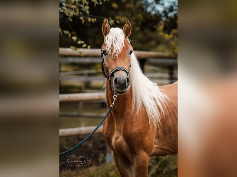 Haflinger Stallion 2 years 14 hh Dun in Bayreuth