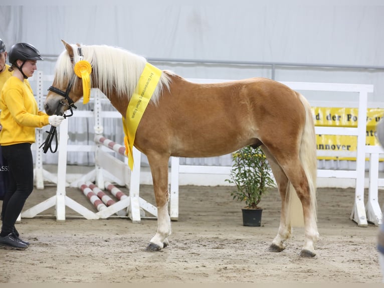 Haflinger Stallion 2 years 14,2 hh Chestnut-Red in Meinersen
