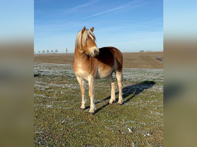 Haflinger Stallion 2 years 14,2 hh Chestnut-Red in Gera