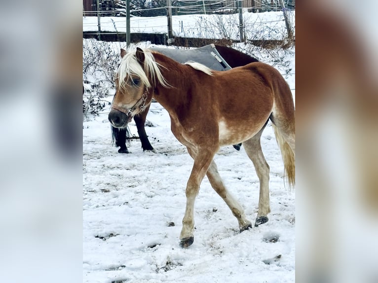 Haflinger Stallion 2 years 14,2 hh Chestnut-Red in Falkenberg