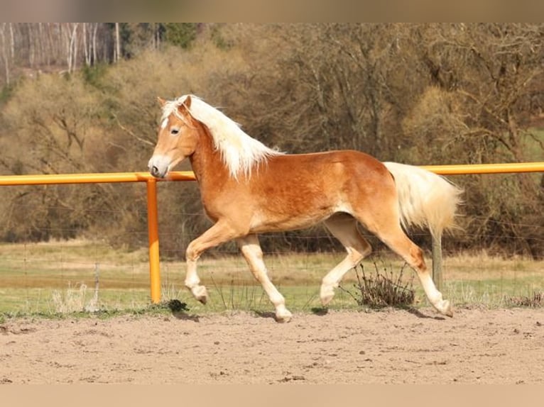 Haflinger Stallion 2 years Chestnut-Red in Brücken