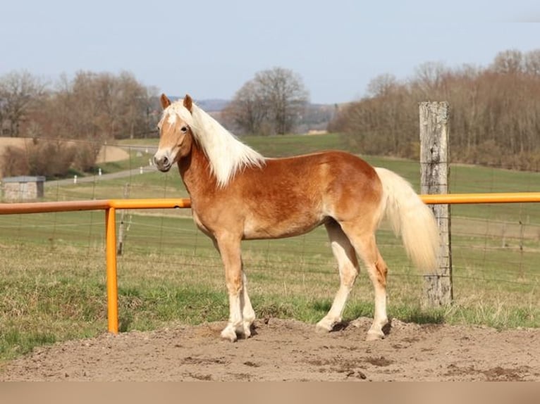 Haflinger Stallion 2 years Chestnut-Red in Brücken