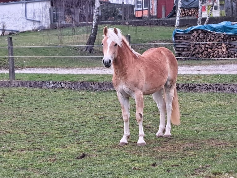 Haflinger Stallion 2 years Chestnut-Red in Ringgau -Rittmannshausen
