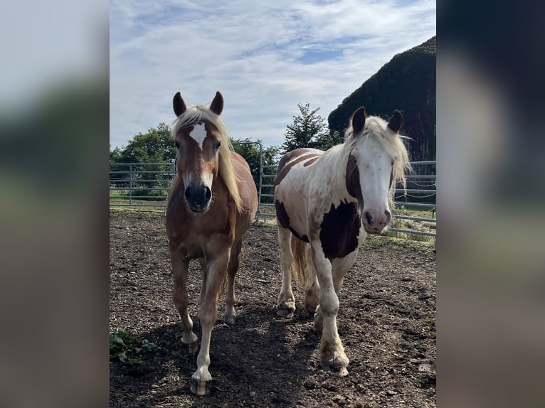 Haflinger Stallion 3 years 13,2 hh Chestnut-Red in Sierning