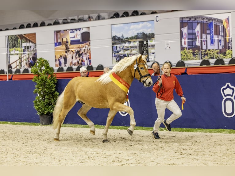 Haflinger Stallion 3 years 14.1 hh Chestnut-Red in Edewecht