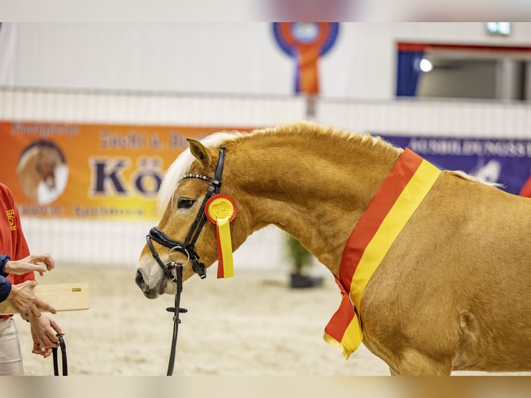 Haflinger Stallion 3 years 14.1 hh Chestnut-Red in Edewecht
