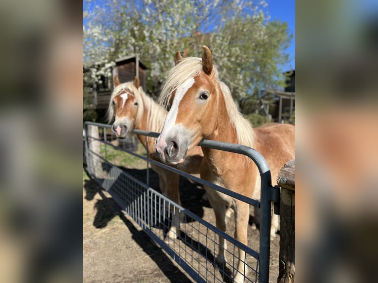 Haflinger Stallion 3 years 14.1 hh Chestnut-Red in Seedorf