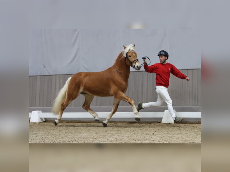 Haflinger Stallion 3 years 14.1 hh Chestnut-Red in Duisburg