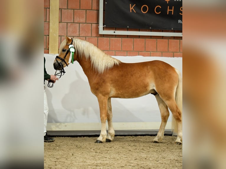 Haflinger Stallion 3 years 14.2 hh  in Brühl