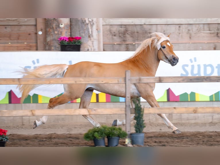 Haflinger Stallion 3 years 14,2 hh Chestnut-Red in Bozen/Südtirol