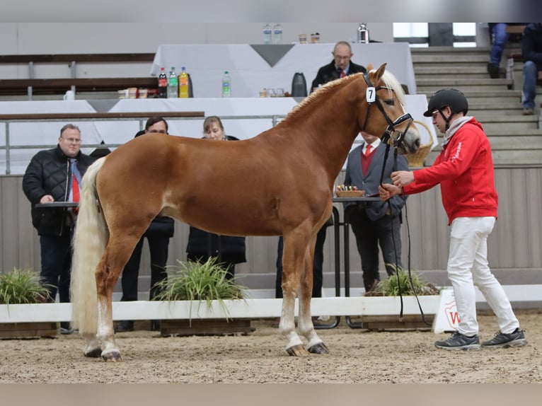 Haflinger Stallion 3 years 14.2 hh Chestnut-Red in Duisburg