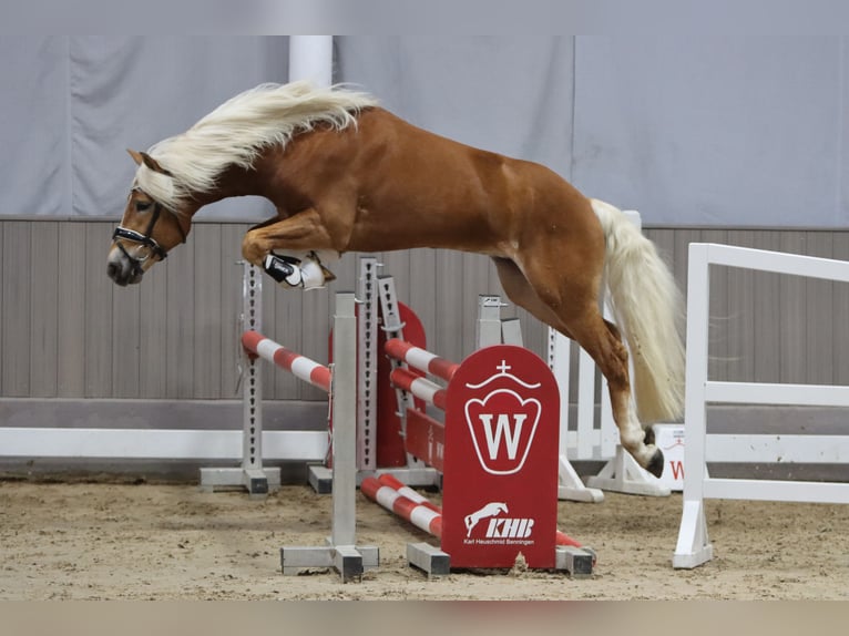 Haflinger Stallion 3 years 14.2 hh Chestnut-Red in Duisburg