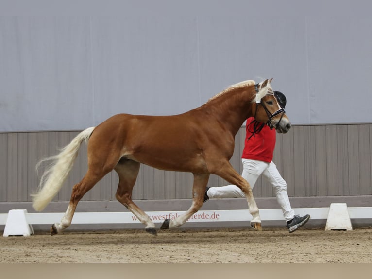 Haflinger Stallion 3 years 14.2 hh Chestnut-Red in Duisburg