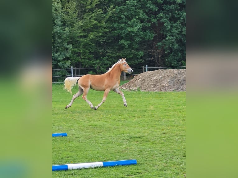 Haflinger Stallion 3 years 14,2 hh Chestnut-Red in Niederstetten