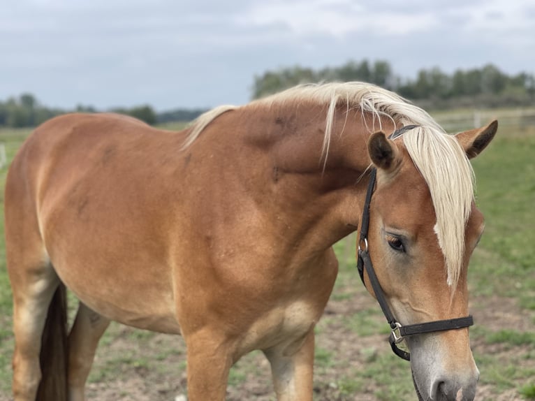 Haflinger Stallion 3 years 14,2 hh in Trebbin