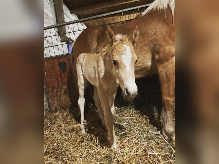 Haflinger Stallion 3 years 14,2 hh in Trebbin