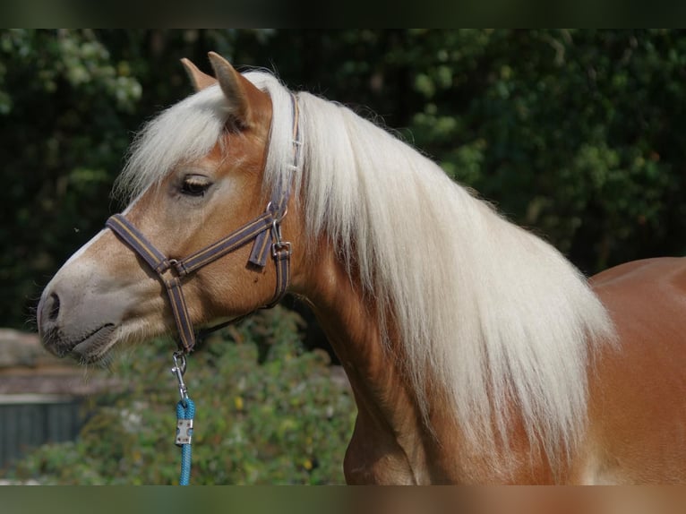 Haflinger Stallion 3 years 14.2 hh Sorrel in Wellerlooi