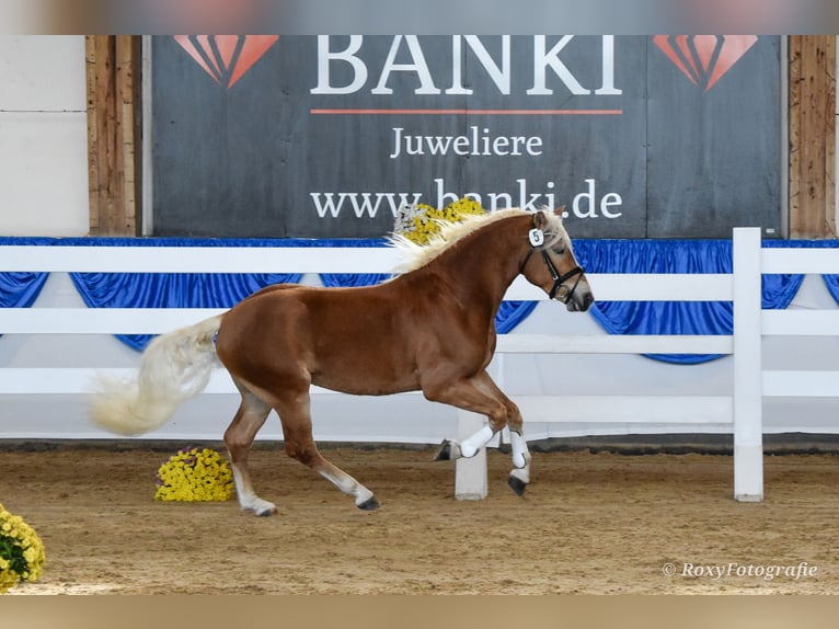 Haflinger Stallion 3 years 14.3 hh Chestnut-Red in Koßdorf