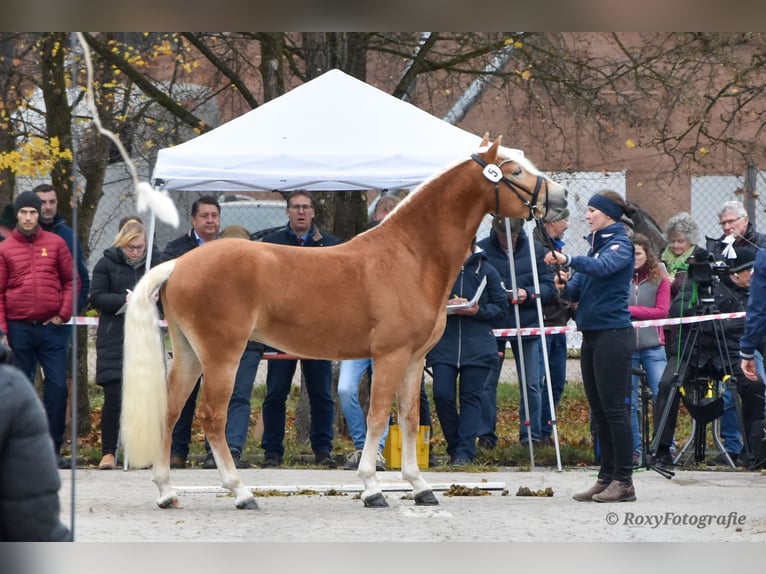 Haflinger Stallion 3 years 14.3 hh Chestnut-Red in Koßdorf