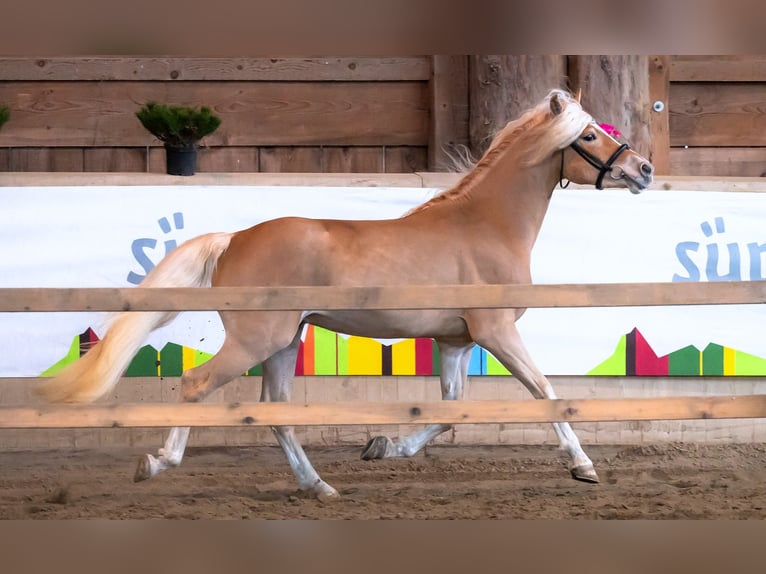 Haflinger Stallion 3 years 14,3 hh Chestnut-Red in Bozen/Südtirol